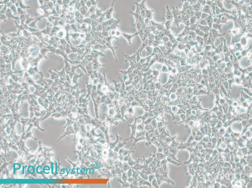 HKb20 Cell Complete Medium - 5