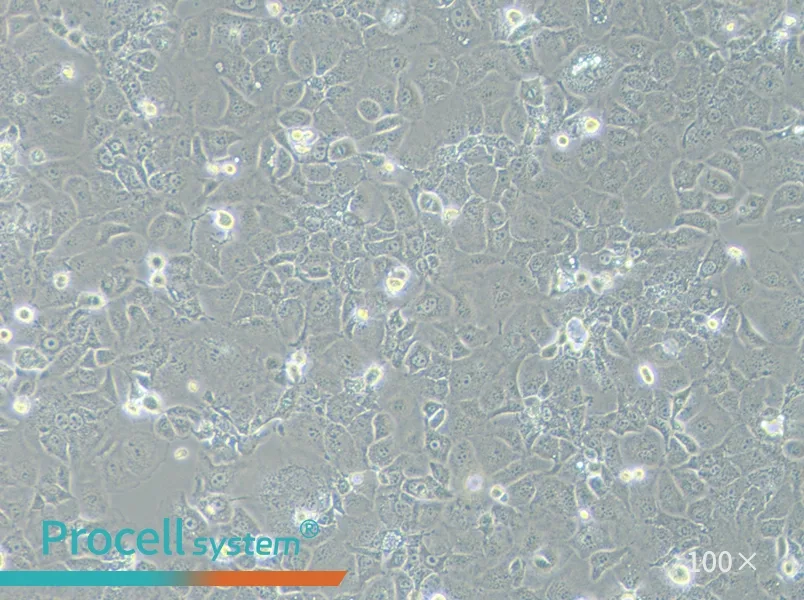 PLC/PRF/5 Cell Complete MediumPLC/PRF/5 Cell Complete Medium - 3