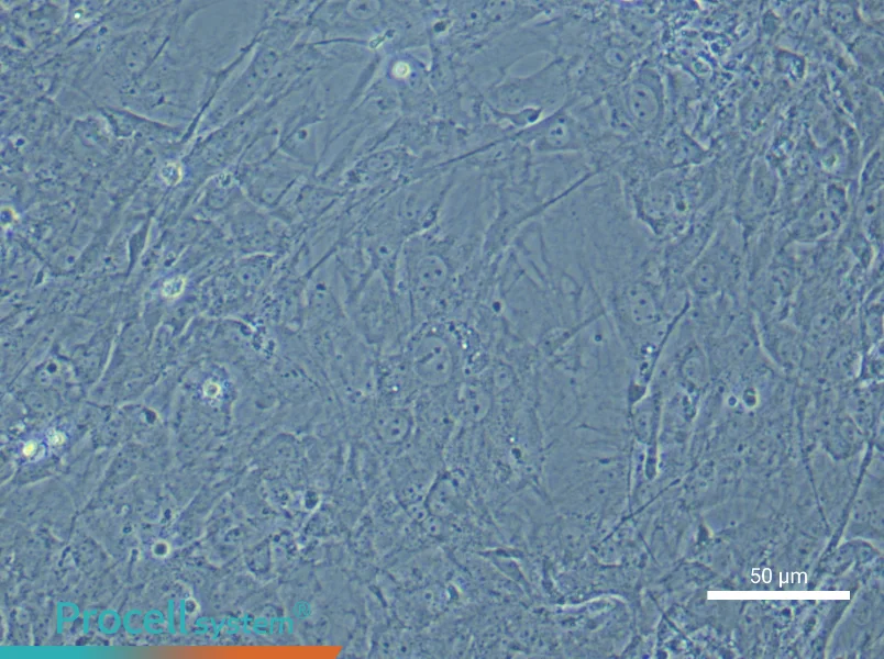 Mouse Synovial Fibroblast Complete Medium - 5