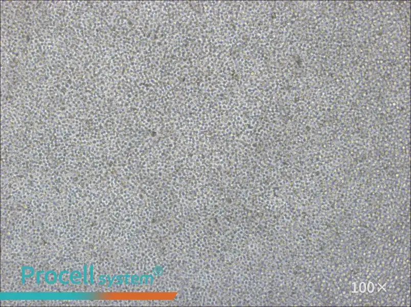 CA46 Cell Complete Medium - 1