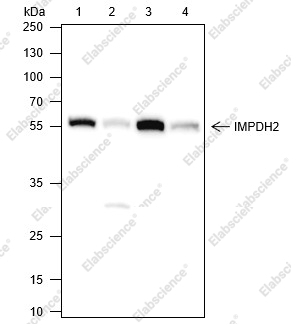 Recombinant IMPDH2 Monoclonal Antibody - 1
