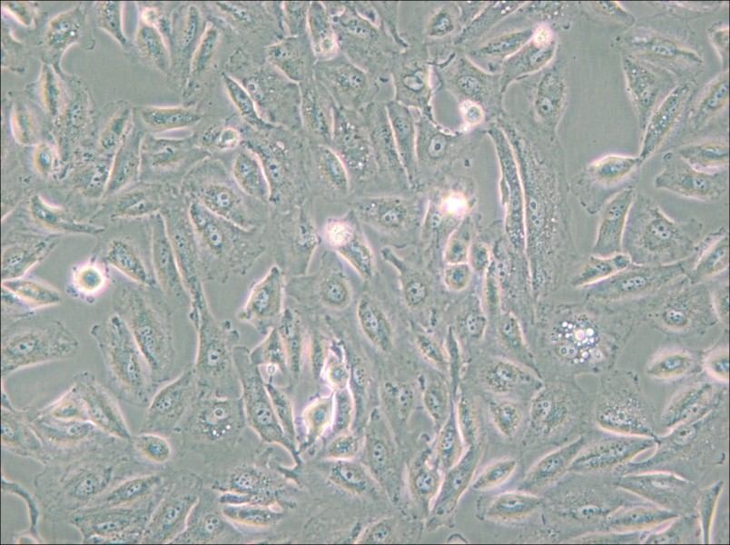 Caki-2 Cell Complete Medium - 4