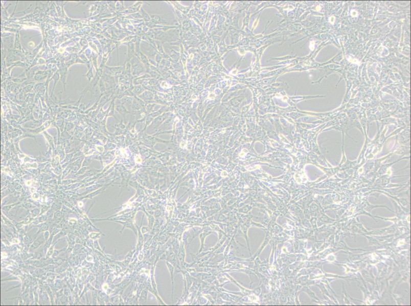 Hey Cell Complete Medium - 3