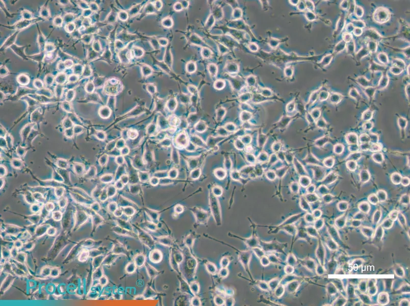 MADB106 Cell Complete Medium - small - 5