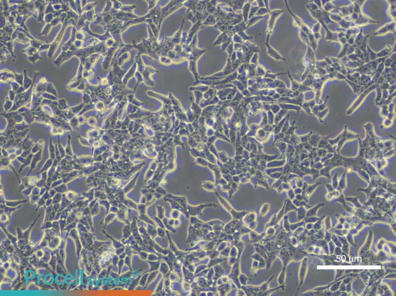 22RV1 Cell Complete Medium - small - 4