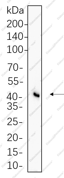 Recombinant Flotillin-1 Monoclonal Antibody - 1