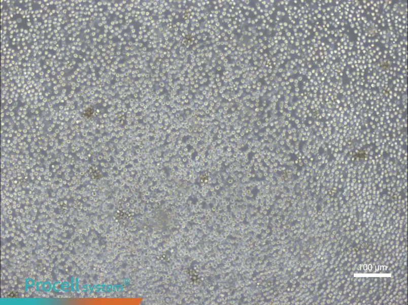 Ba/F3 Cell Complete Medium - 1