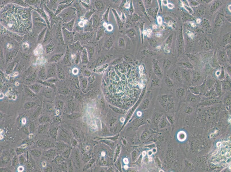 TR-LCC-1 Cell Complete Medium - small - 4