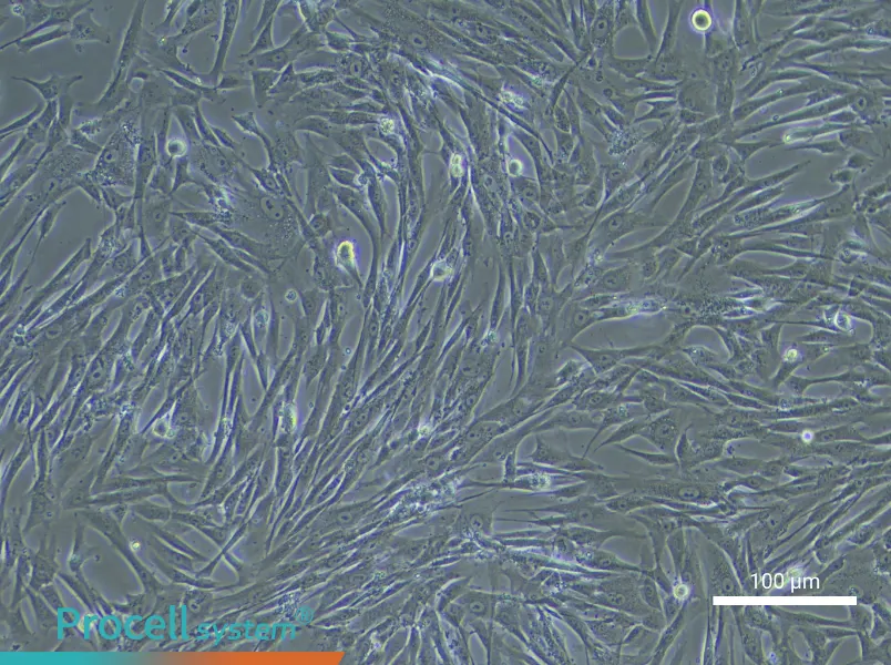 Human Umbilical Cord Mesenchymal Stem Cell Complete Medium - 2