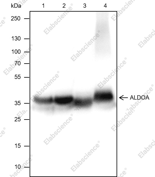 Recombinant ALDOA Monoclonal Antibody - 1