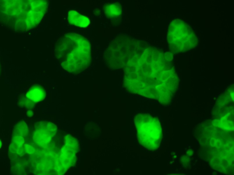 HT-29-GFP Cell Complete Medium - small - 5