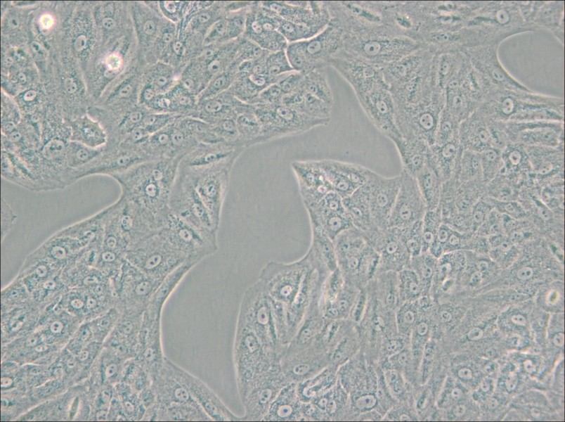 A549-TAX Cell Complete Medium - small - 4