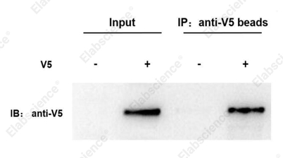 Anti-V5 Nanobody Immunomagnetic Beads - 1