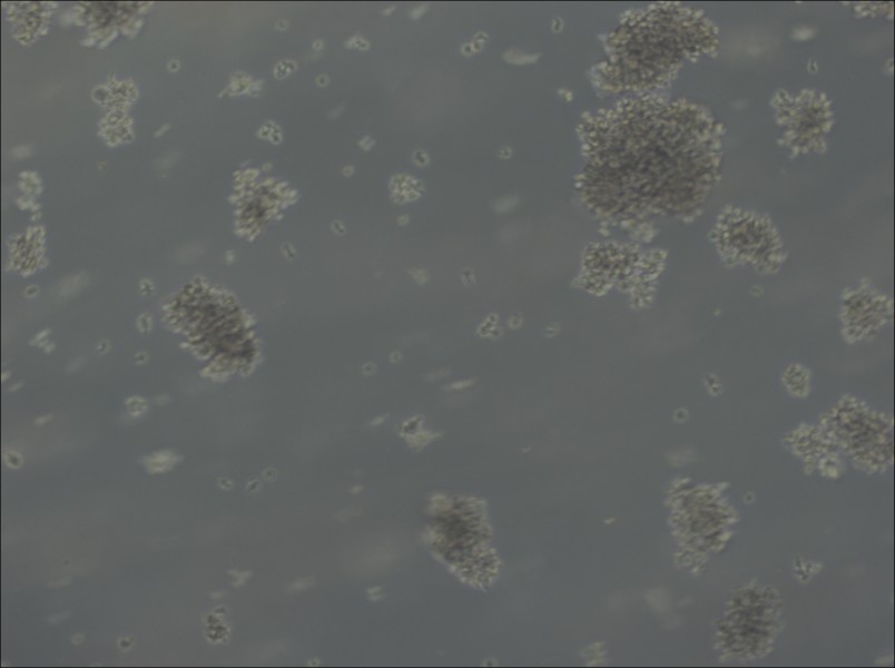 Jiyoye Cell Complete Medium-searchlist-1