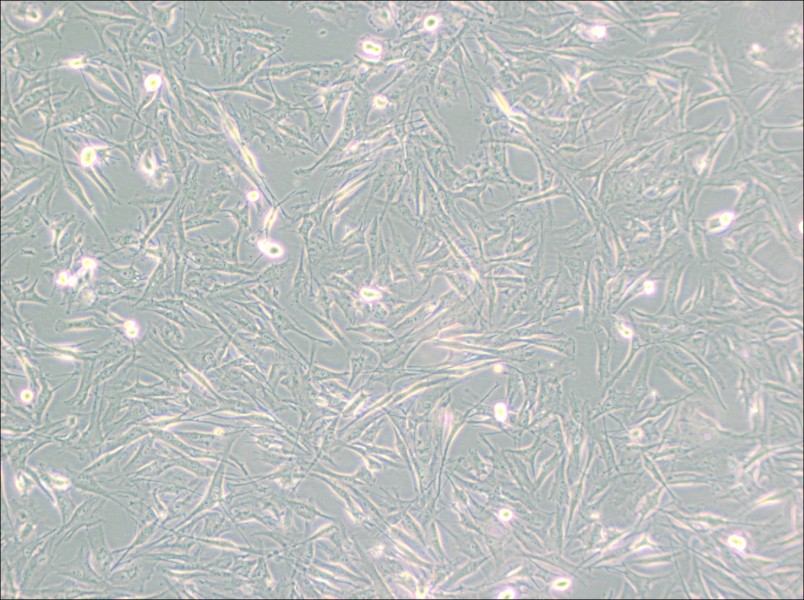 NCI-H2452 [H2452] Cell Complete Medium-searchlist-1