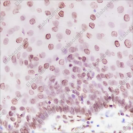 Recombinant Phospho-Cyclin D1 (Thr286) Monoclonal Antibody - 3