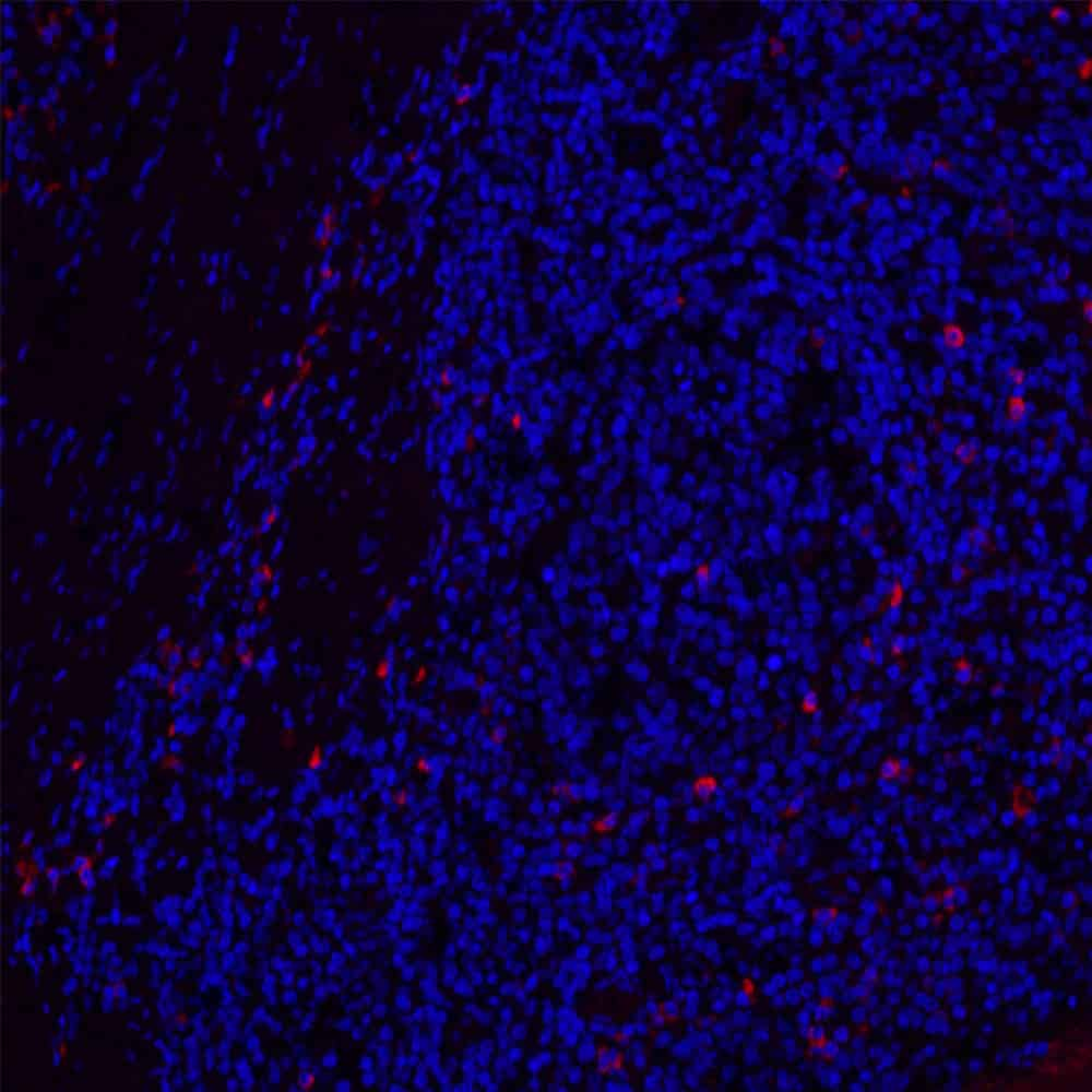 Immunofluorescence analysis of paraffin-embedded Human tonsil  using CD19 Polyclonal Antibody at dilution of 1:200.