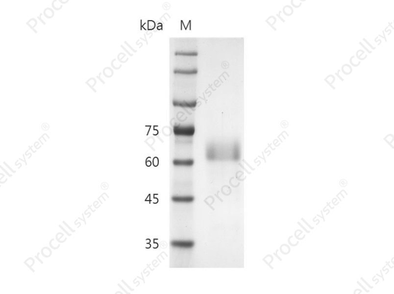 R-spondin 1/RSPO1, Human, Recombinant