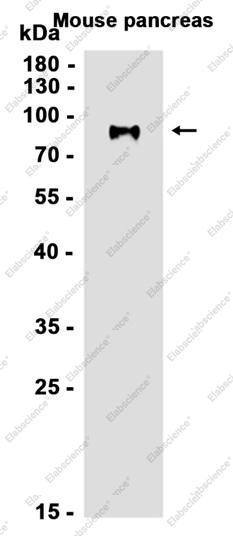 Recombinant MS2 Monoclonal Antibody - 2