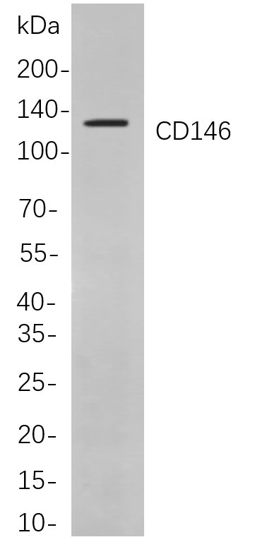 Recombinant CD146 Monoclonal Antibody-searchlist-1