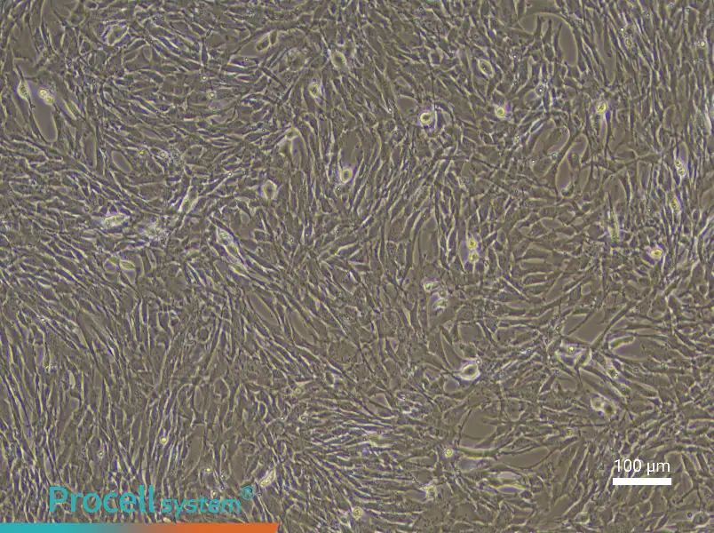 Mouse Endosteal Mesenchymal Stem Cell Complete Medium - 2