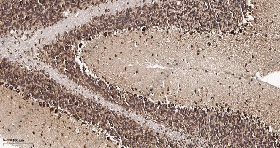 Recombinant FXR1 Monoclonal Antibody - 3