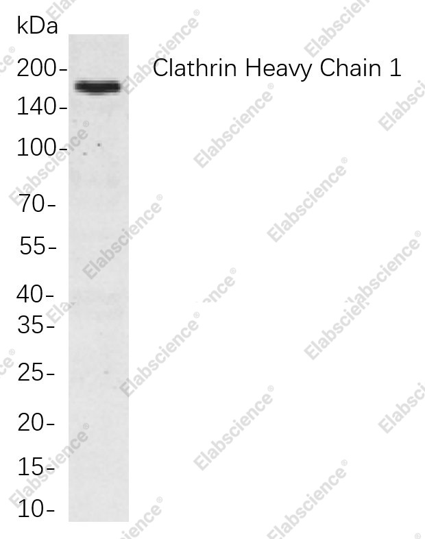 Recombinant Clathrin Heavy Chain Monoclonal Antibody - 1