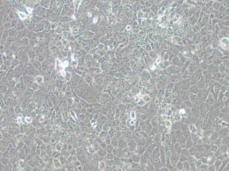 MH7A Cell Complete Medium - small - 5