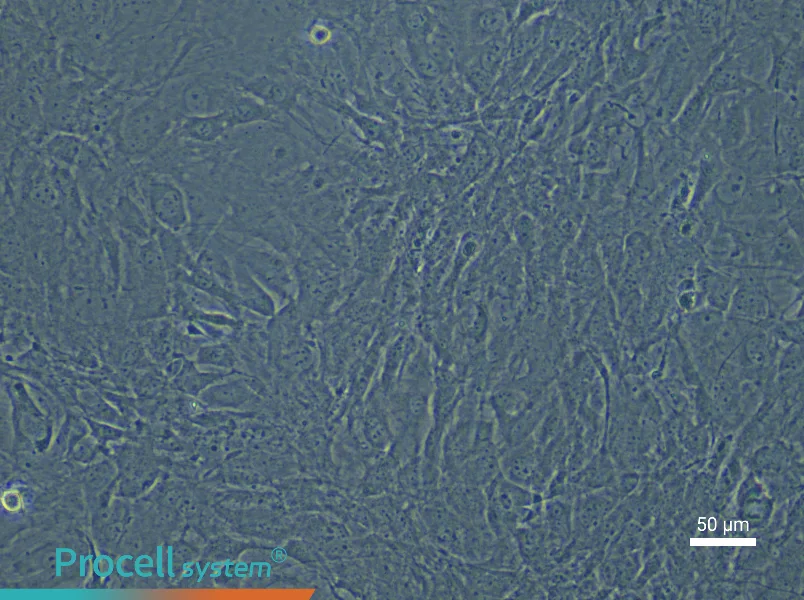 Mouse Corneal Stromal Cell Complete Medium - 5