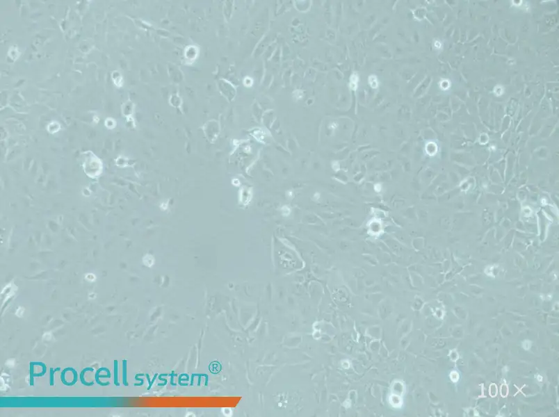 RWPE-1 Cell Complete Medium - 2