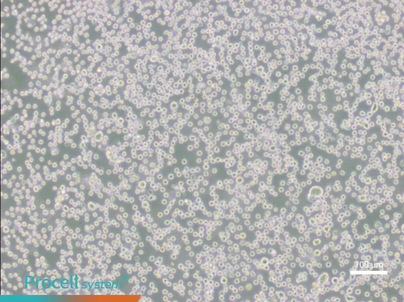 DBDB - 2