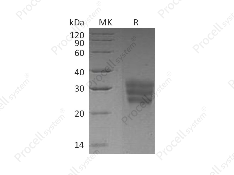 Flt-3L/Flt3LG (C-6His), Human, Recombinant