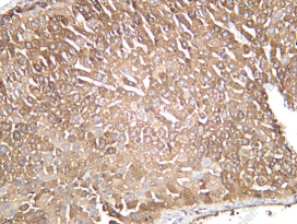 Recombinant FGF21 Monoclonal Antibody - 3