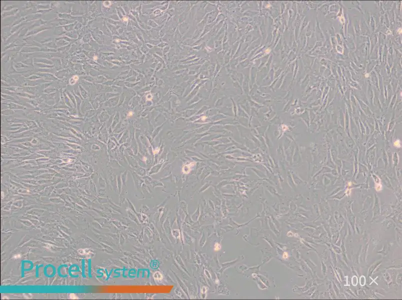 SW 982 [SW-982, SW982] (L15) Cell Complete Medium - 1