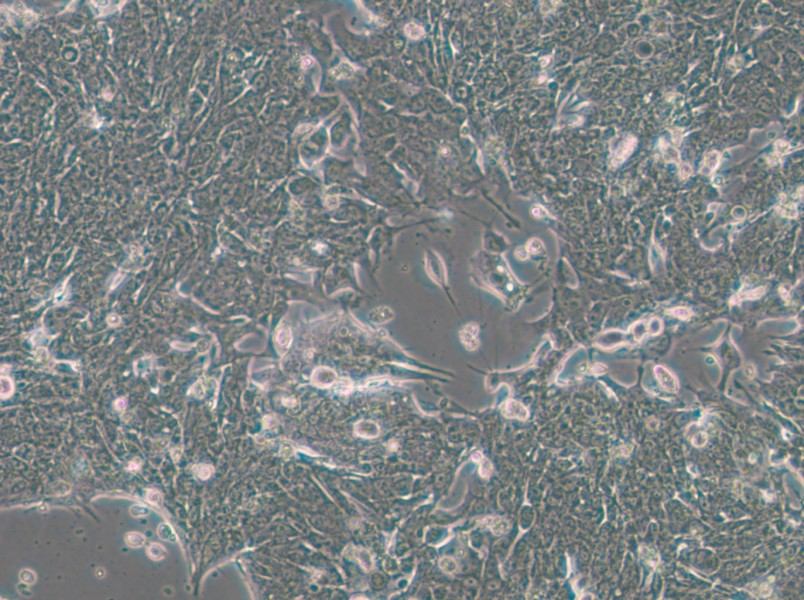 IM95m Cell Complete Medium - small - 5