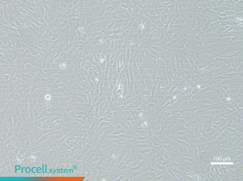 Rat Chondrocyte (Primary cell immortalization) Complete MediumRat Chondrocyte (Primary cell immortalization) Complete Medium - 3