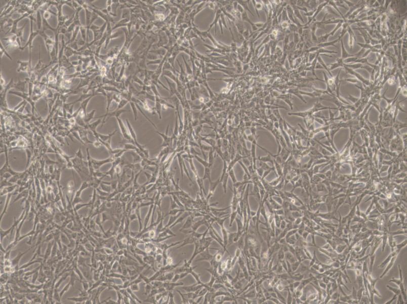 ES-2 Cell Complete Medium-searchlist-1