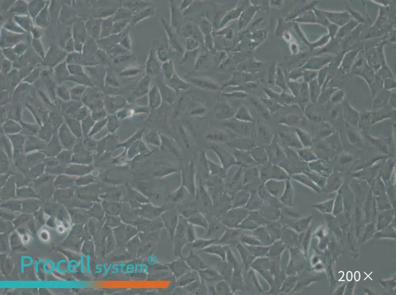 Py230 Cell Complete Medium - 5