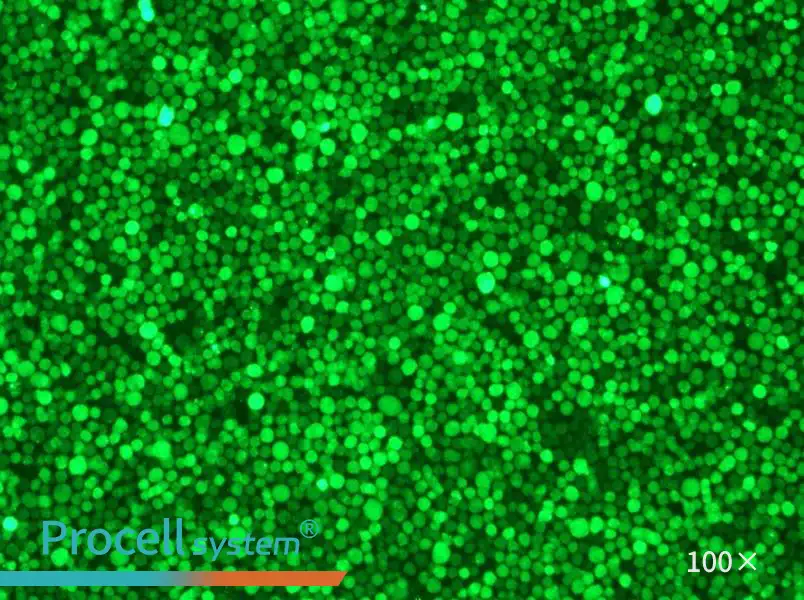 THP-1-GFP Cell Complete MediumTHP-1-GFP Cell Complete Medium - 3