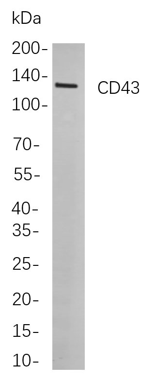Recombinant CD43 Monoclonal Antibody-searchlist-1