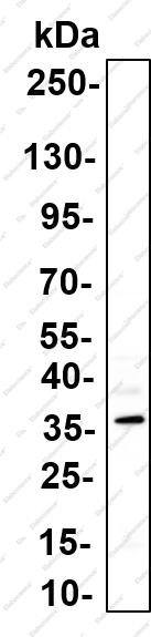 Recombinant RAD Monoclonal Antibody - 1