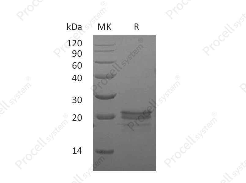 VEGF-A/VEGF164, Mouse, Recombinant
