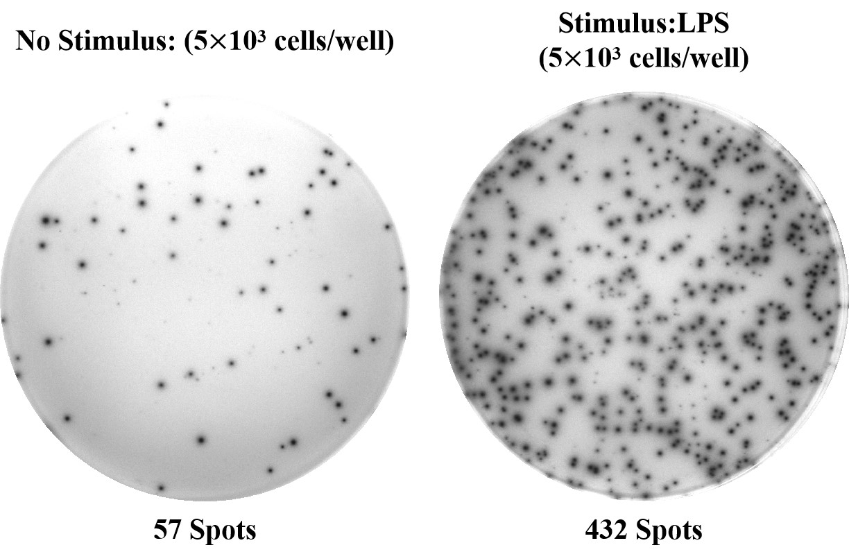 Human IL-6 (Interleukin 6) solid ELISPOT Kit-产品推荐-1