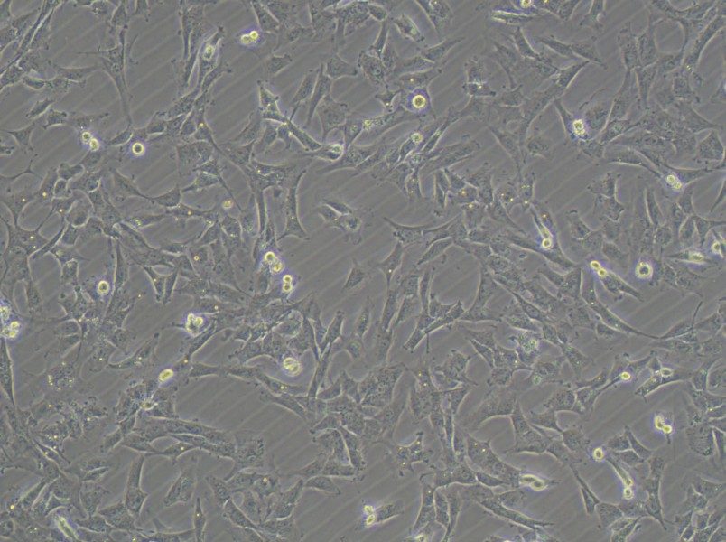 HTh-7 Cell Complete MediumHTh-7 Cell Complete Medium - 3