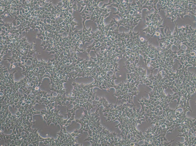 NCCIT Cell Complete Medium-searchlist-1