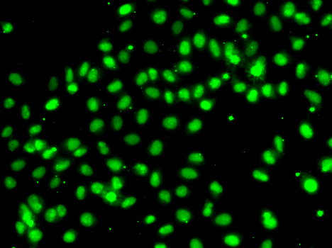 Immunofluorescence analysis of A549 cells using MEPCE Polyclonal Antibody