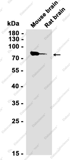 Recombinant Cyclin T1 Monoclonal Antibody - 2