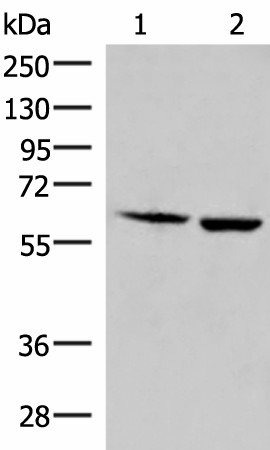 Western blot analysis of Juakat and K562 cell lysates  using JRKL Polyclonal Antibody at dilution of 1:800