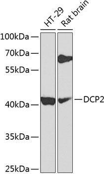 Western blot analysis of extracts of various cell lines using DCP2 Polyclonal Antibody at 1:1000 dilution.