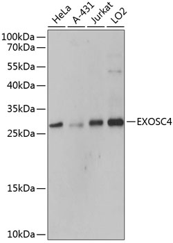 Western blot analysis of extracts of various cell lines using EXOSC4 Polyclonal Antibody at dilution of 1:3000.